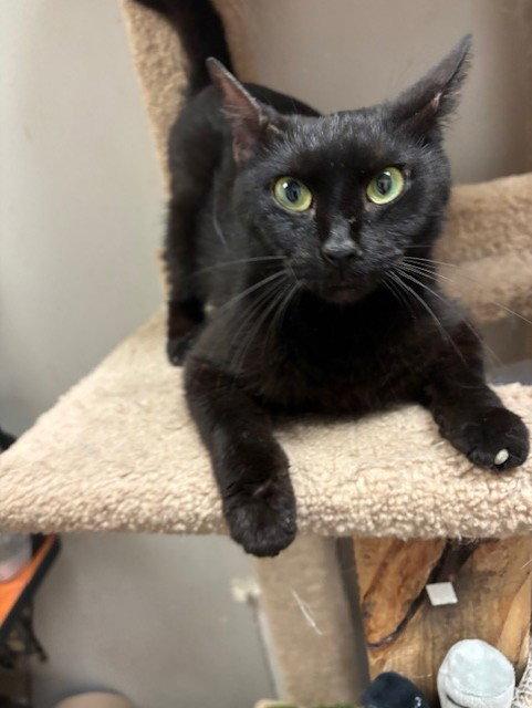 Layla, a Adopted Domestic Short Hair in Fayetteville, GA image 3/3