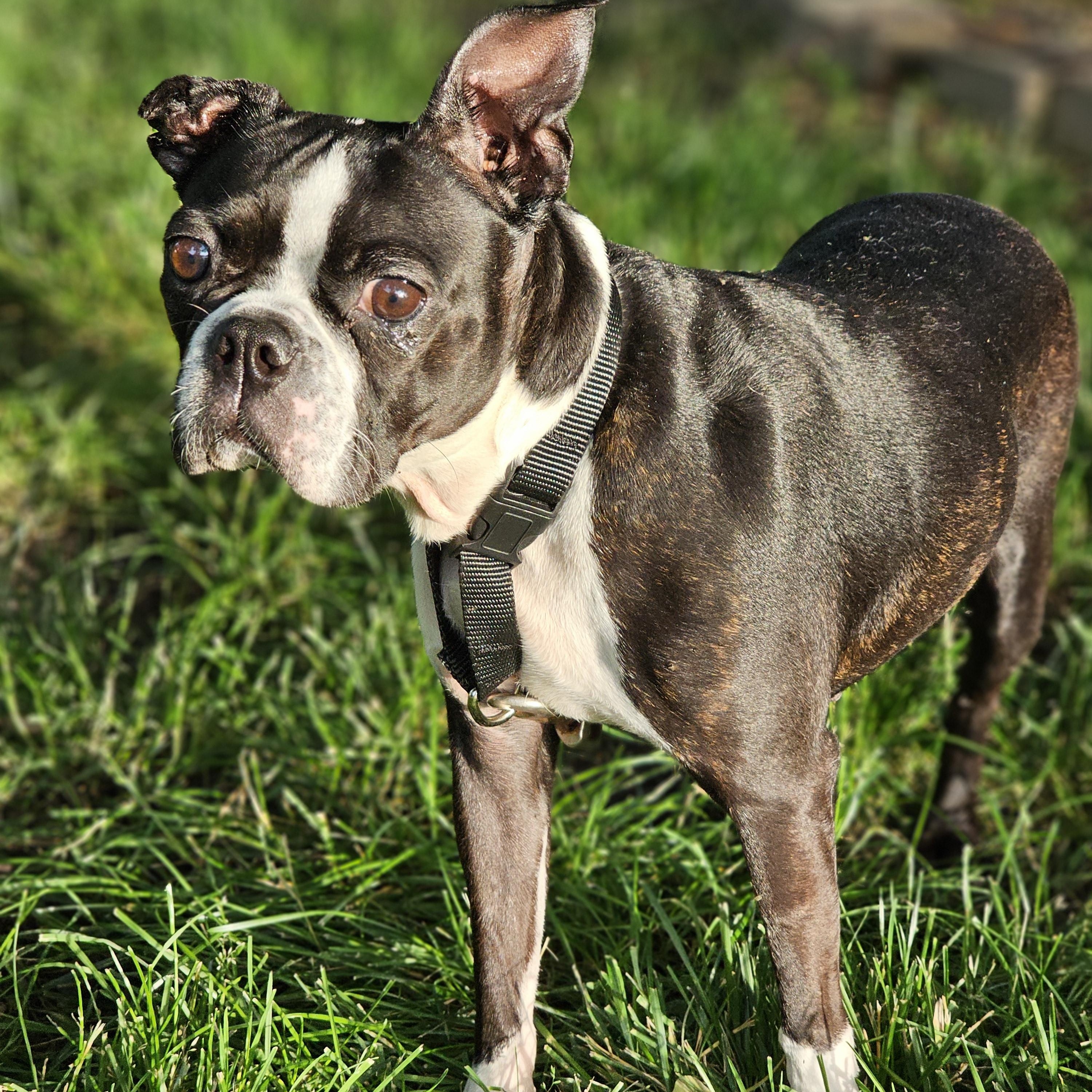 Mocha Springfield, a Adoptable Boston Terrier in Springfield , IL image 3/6