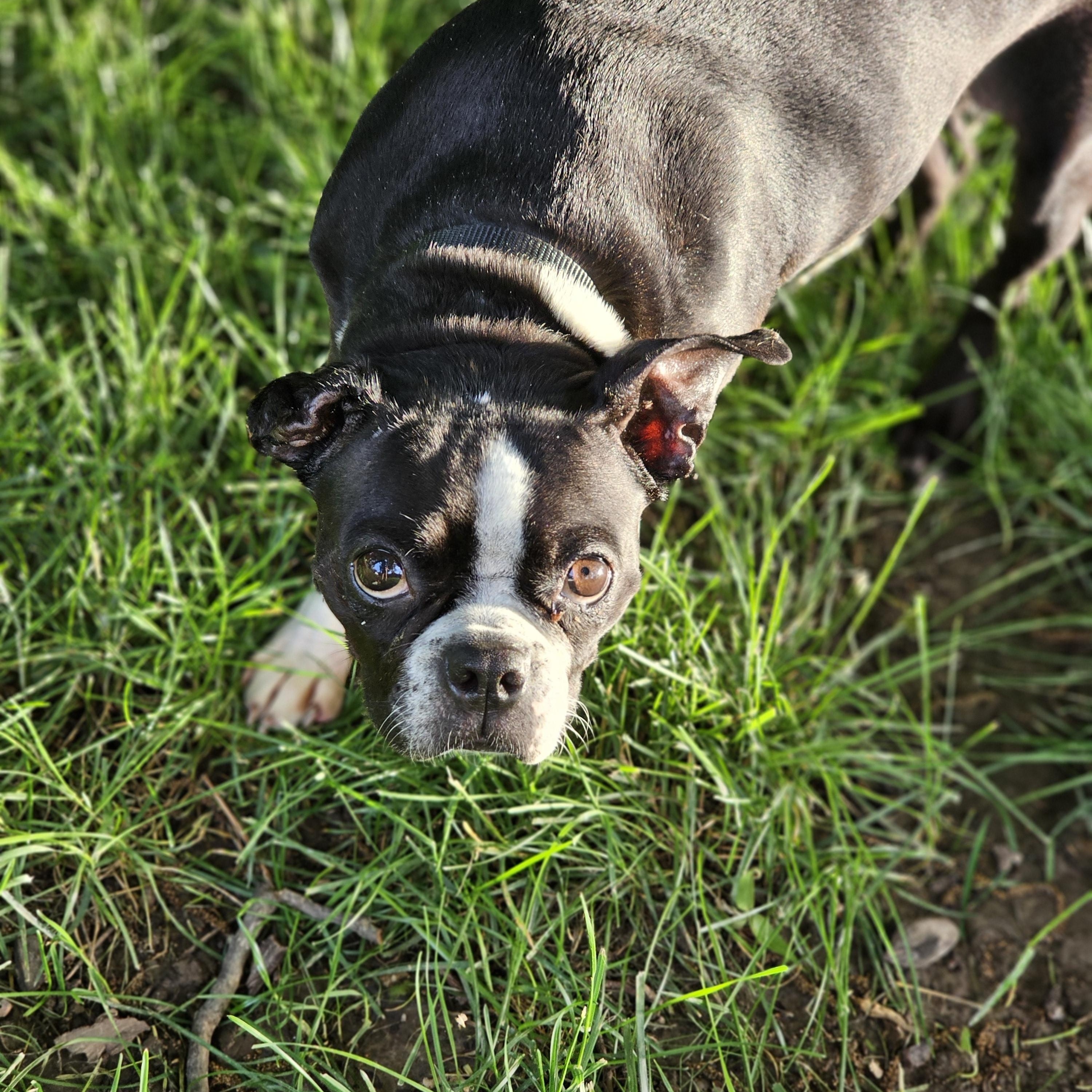 Mocha Springfield, a Adoptable Boston Terrier in Springfield , IL image 6/6