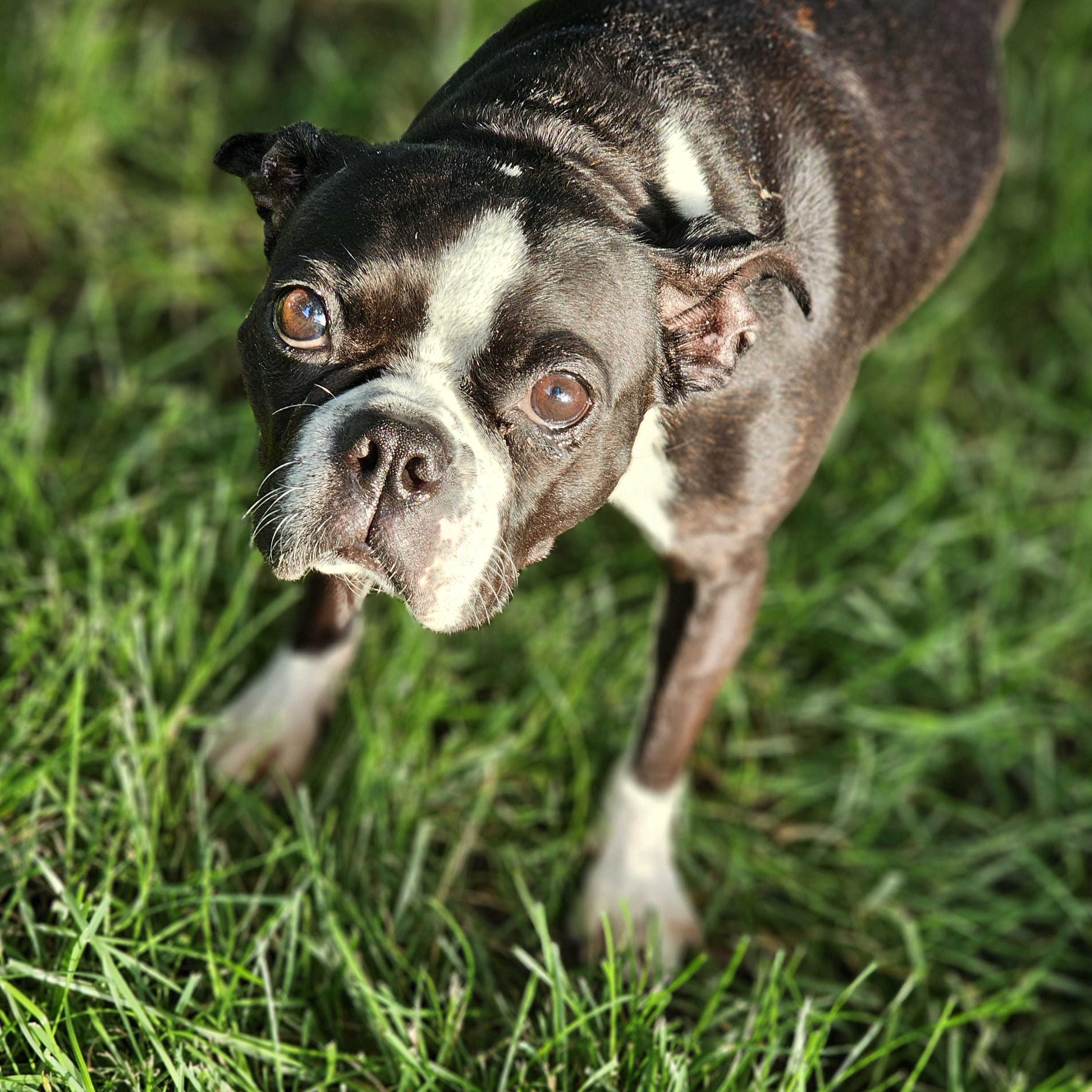 Mocha Springfield, a Adoptable Boston Terrier in Springfield , IL image 4/6