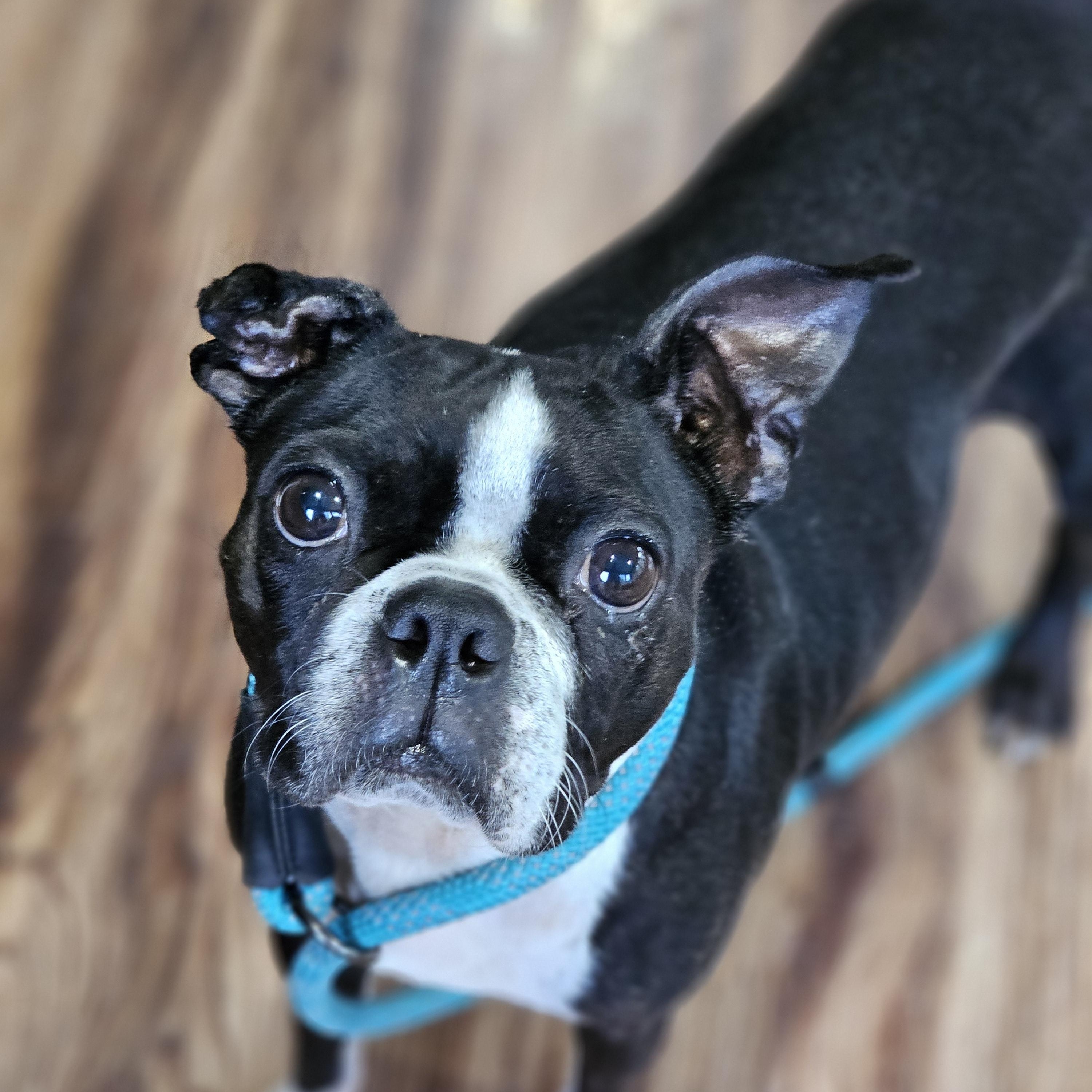 Mocha Springfield, a Adoptable Boston Terrier in Springfield , IL image 2/6
