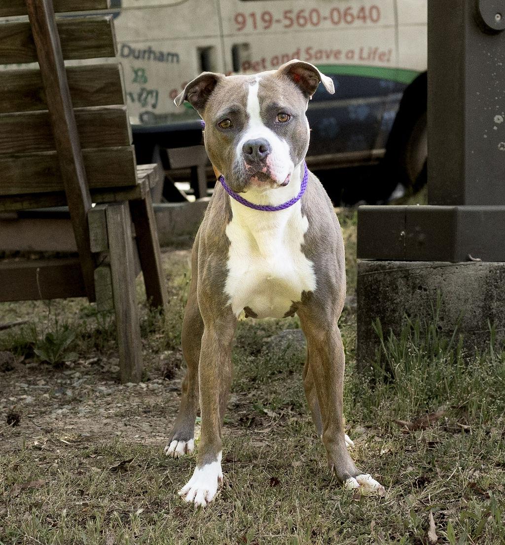 Tina, Adoptable, Adult Female Mixed Breed.