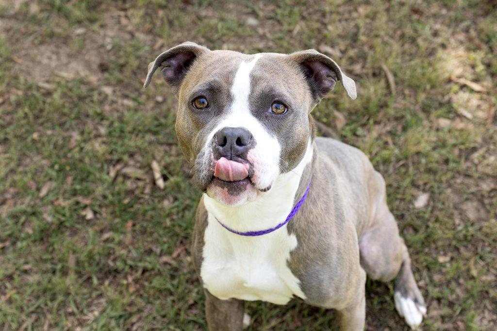 Enlarge Tina, a Adoptable Mixed Breed in Durham, NC image 2/2