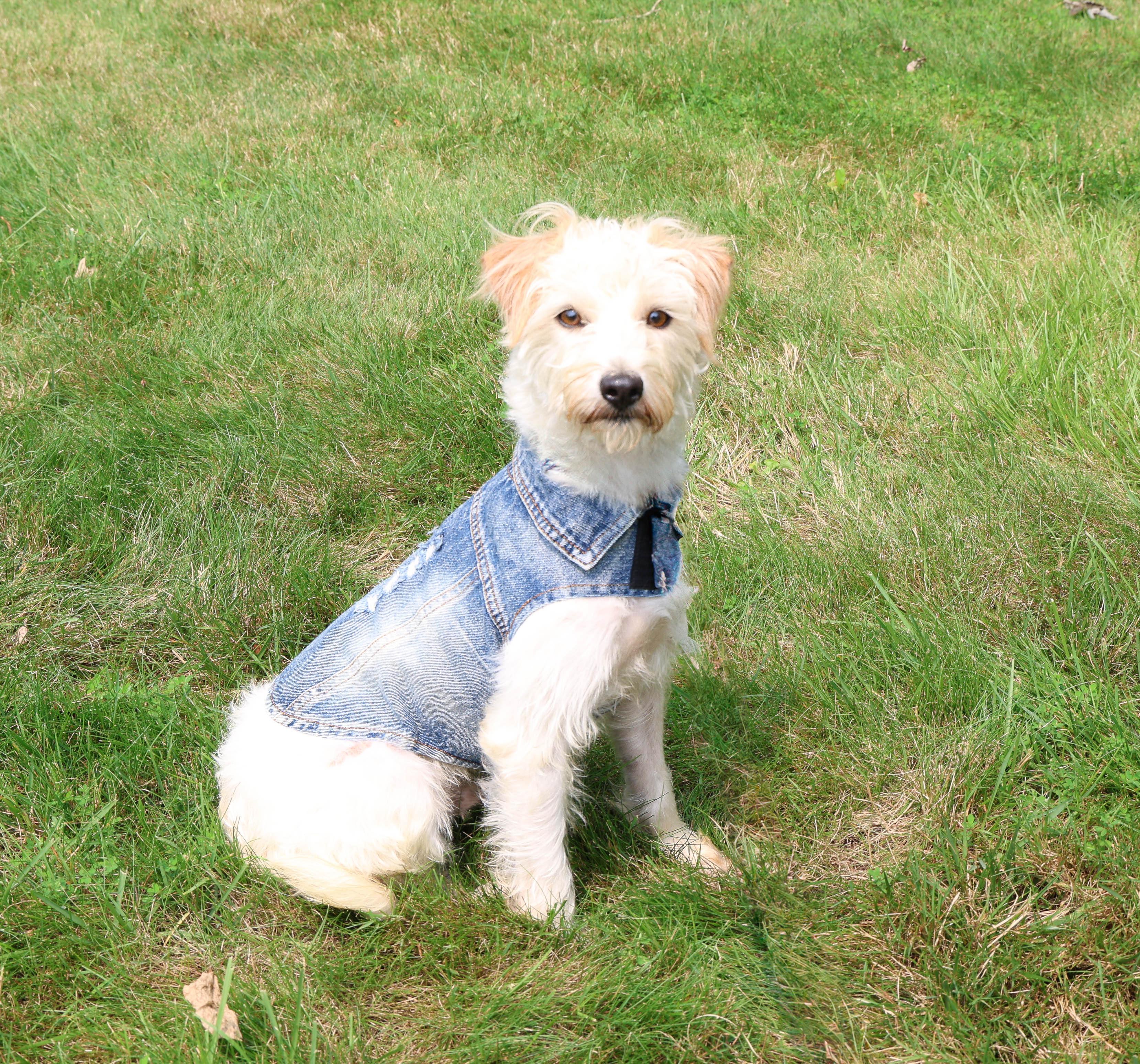 Enlarge Benji, an adoptable mixed breed in Islip Terrace, NY image 1/3