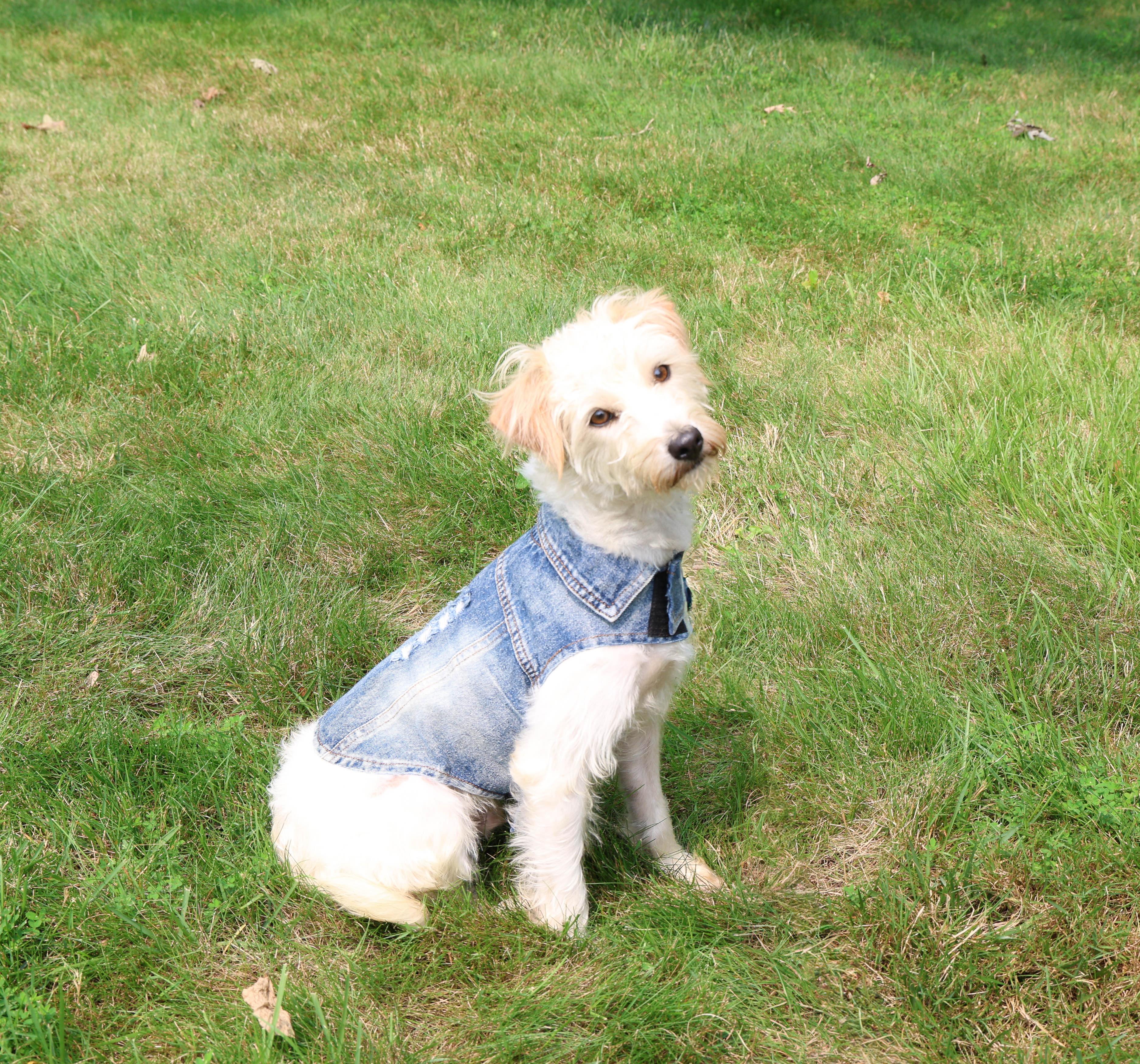 Enlarge Benji, an adoptable mixed breed in Islip Terrace, NY image 3/3