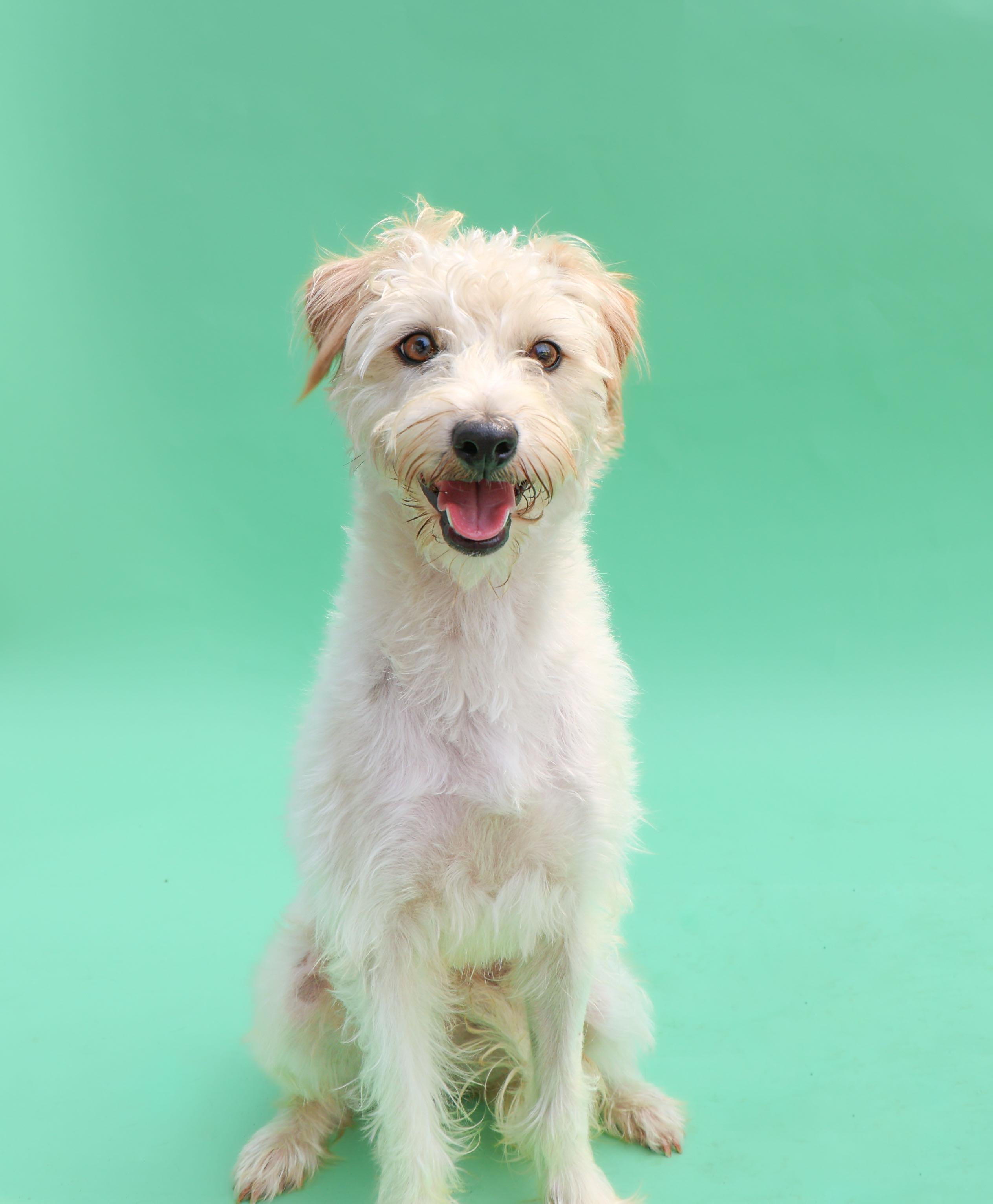 Enlarge Benji, an adoptable mixed breed in Islip Terrace, NY image 2/3