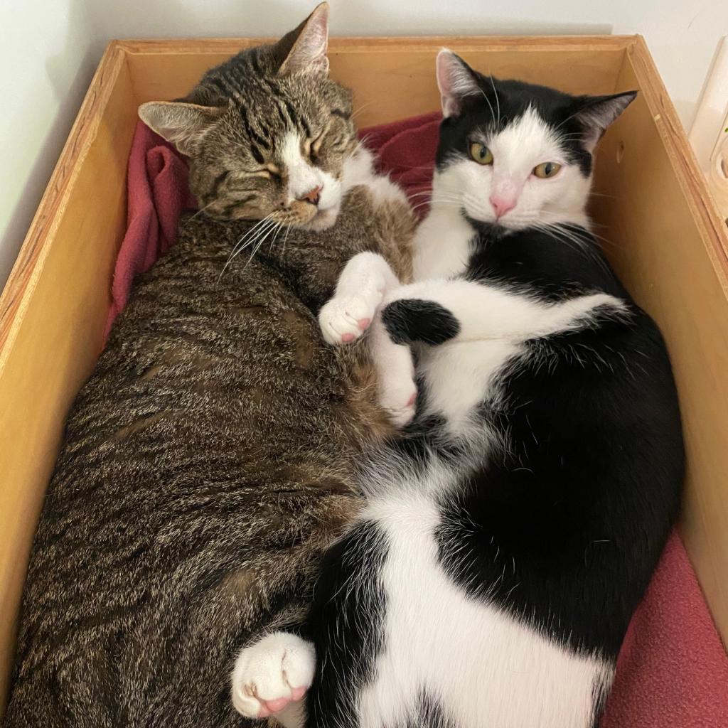 Desmond — thumbnail 2