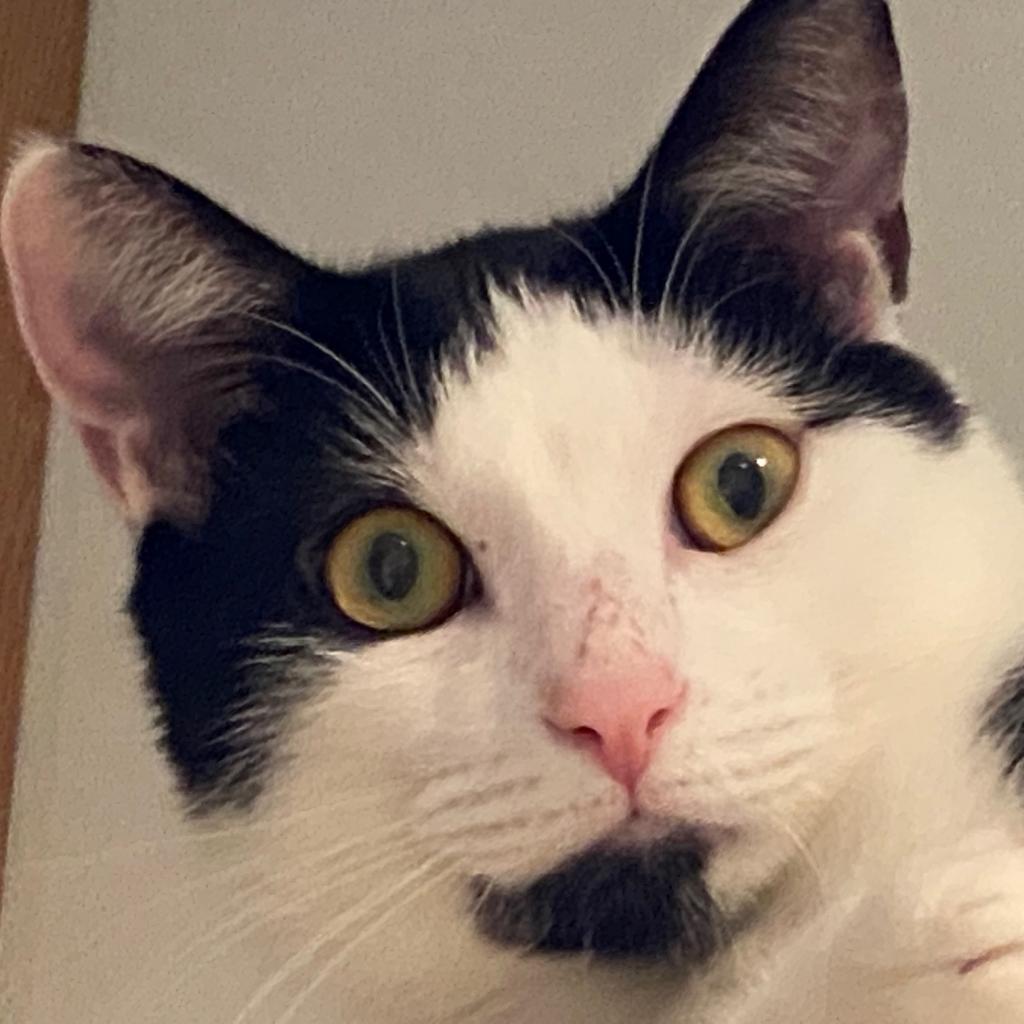 Desmond — thumbnail 3