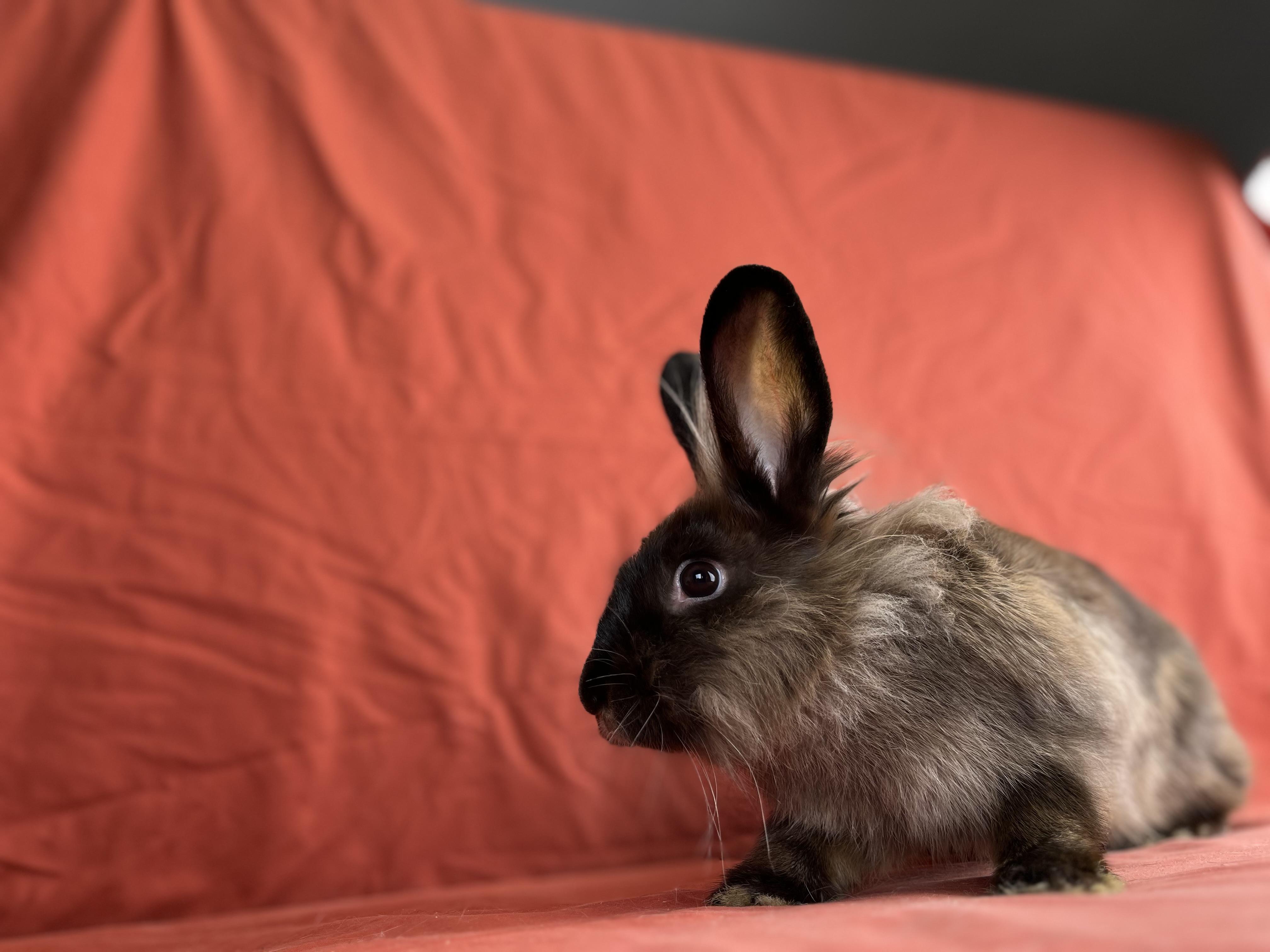 Enlarge Holly (Jasper), a Adopted mixed breed in Holiday, FL image 2/6