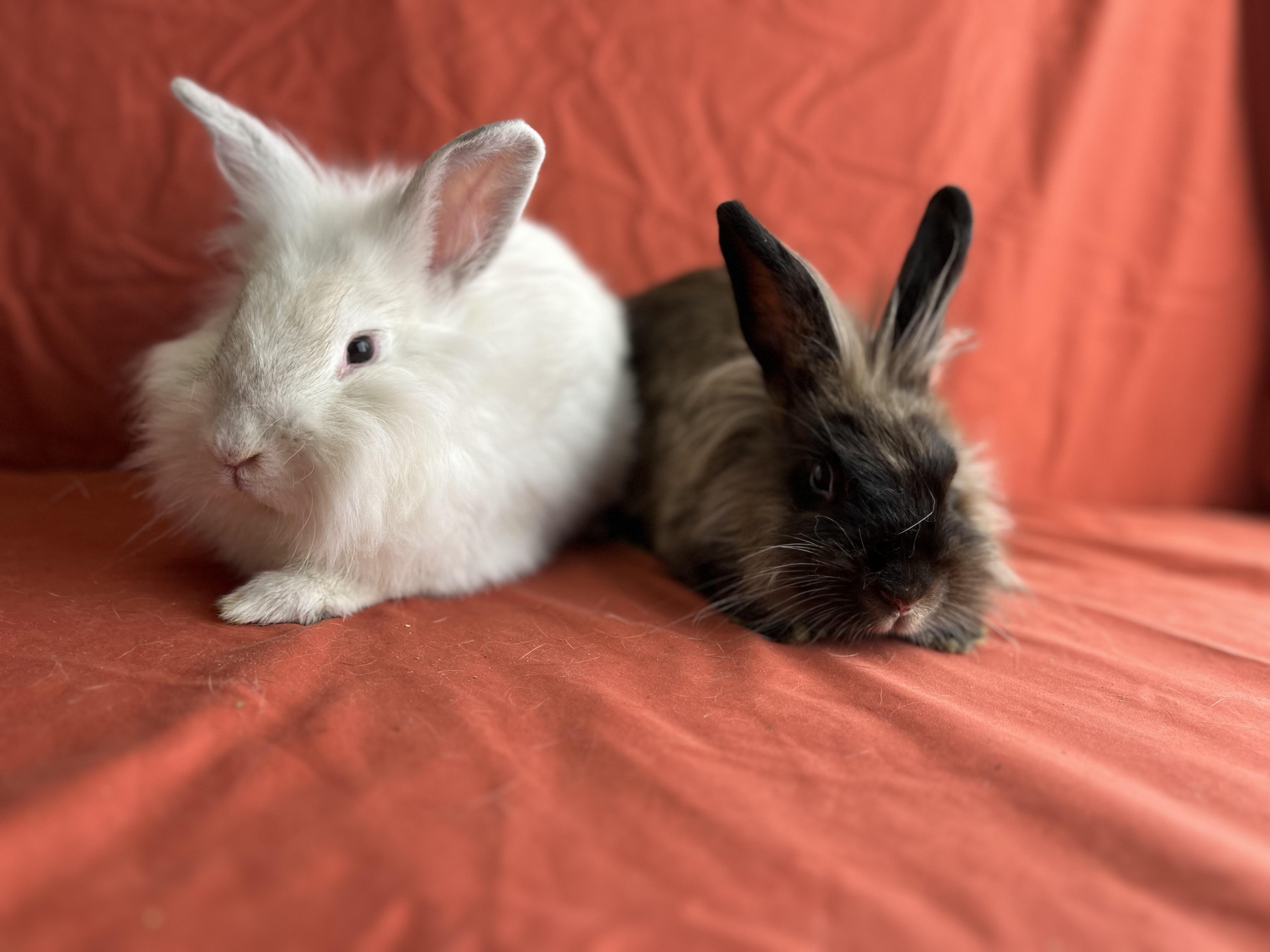 Enlarge Holly (Jasper), a Adopted mixed breed in Holiday, FL image 3/6