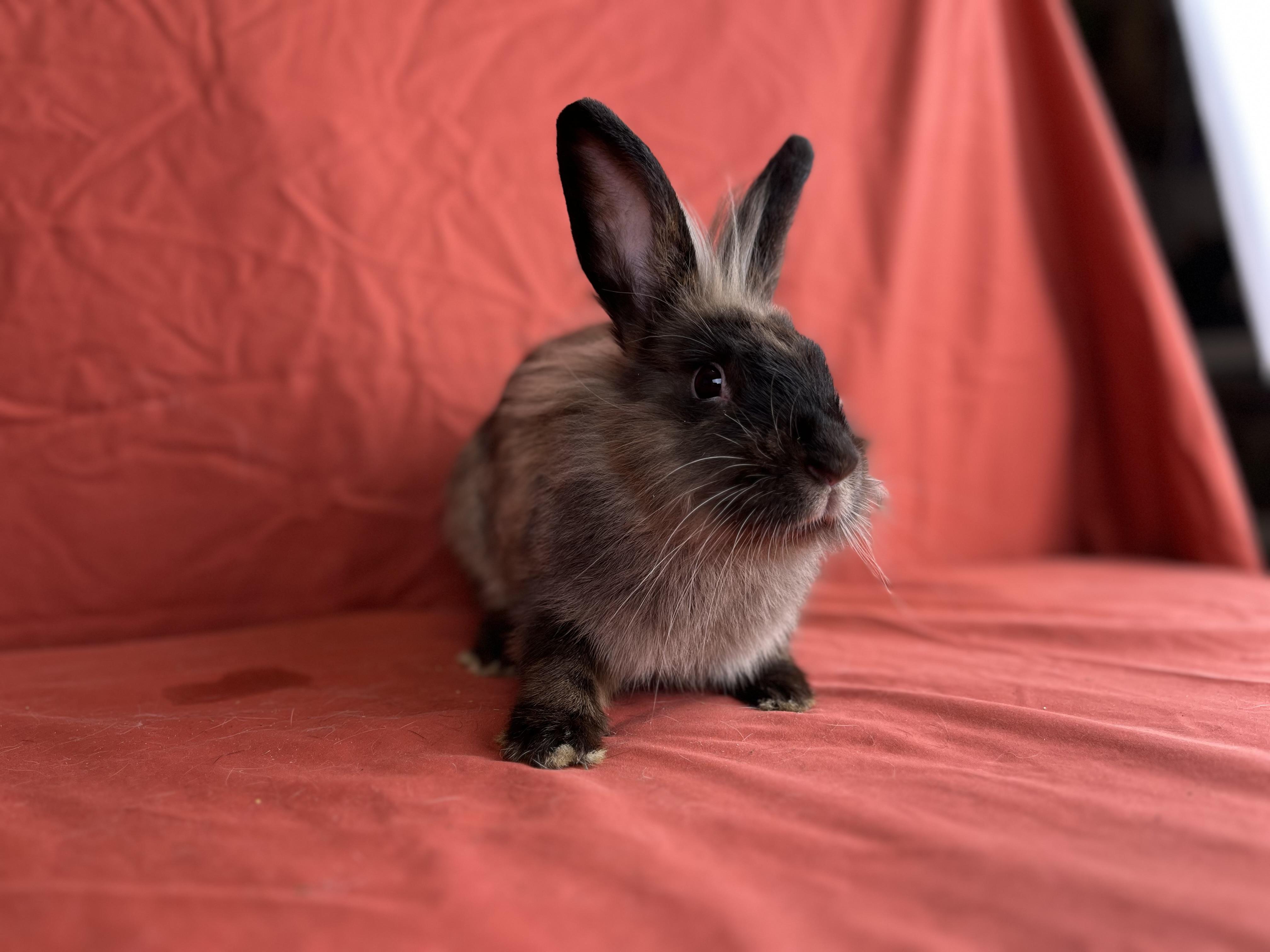 Enlarge Holly (Jasper), a Adopted mixed breed in Holiday, FL image 4/6