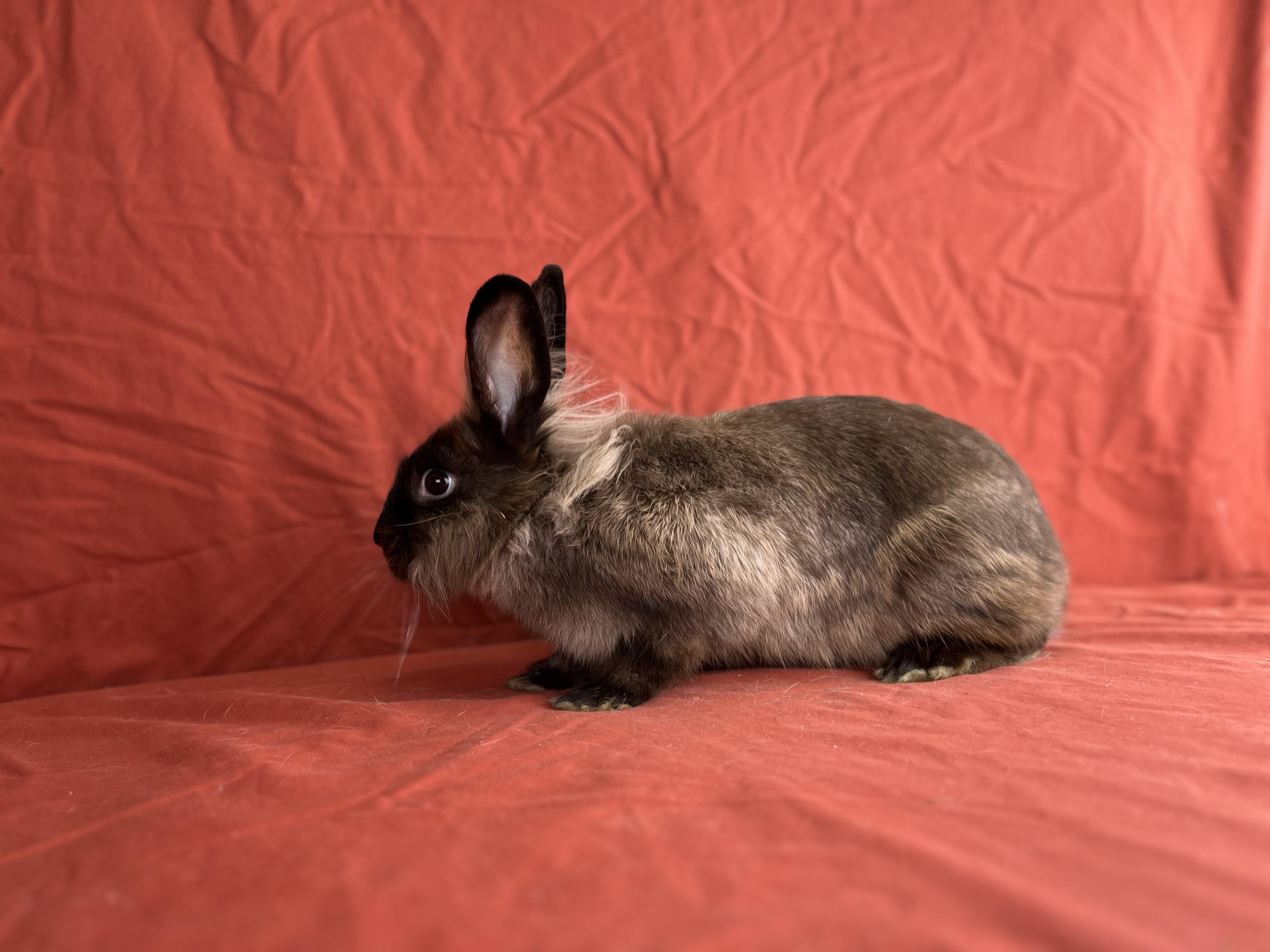 Enlarge Holly (Jasper), a Adopted mixed breed in Holiday, FL image 5/6