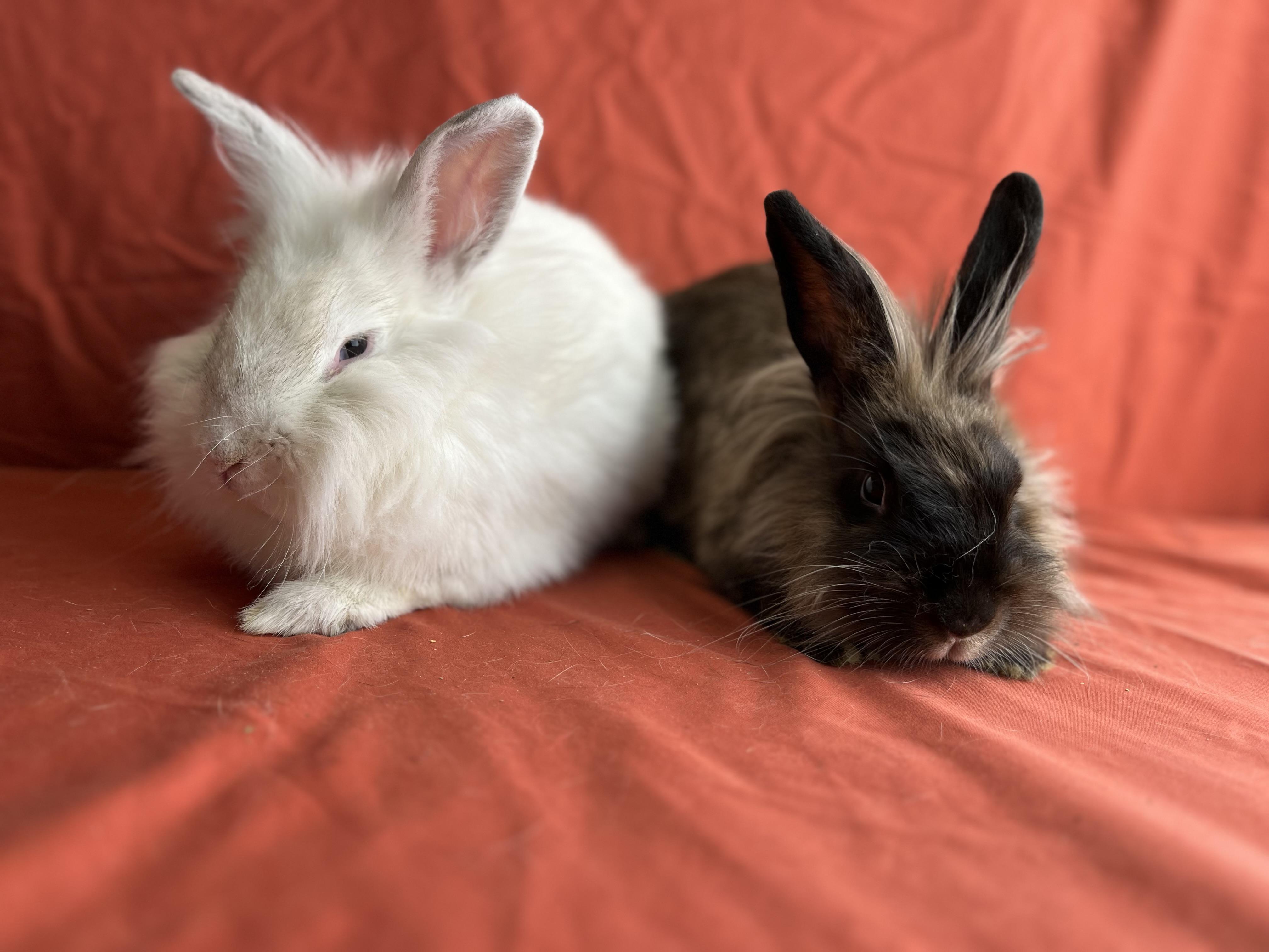 Enlarge Holly (Jasper), a Adopted mixed breed in Holiday, FL image 6/6