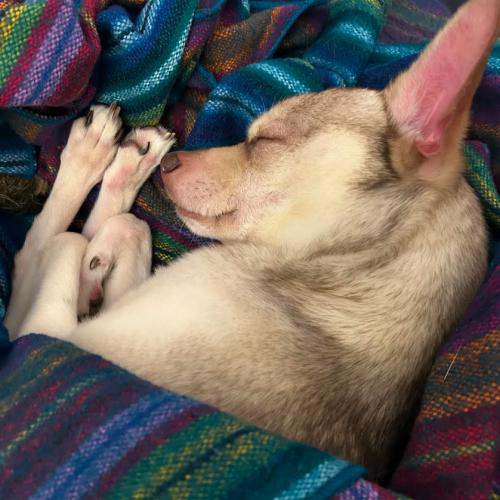Todd, a Adoptable mixed breed in Washington DC, DC image 5/5