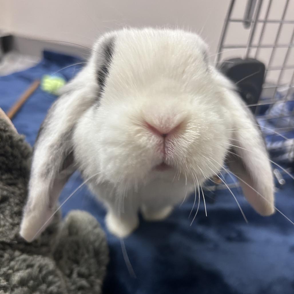 Bugs, Adoptable, Young Male American.
