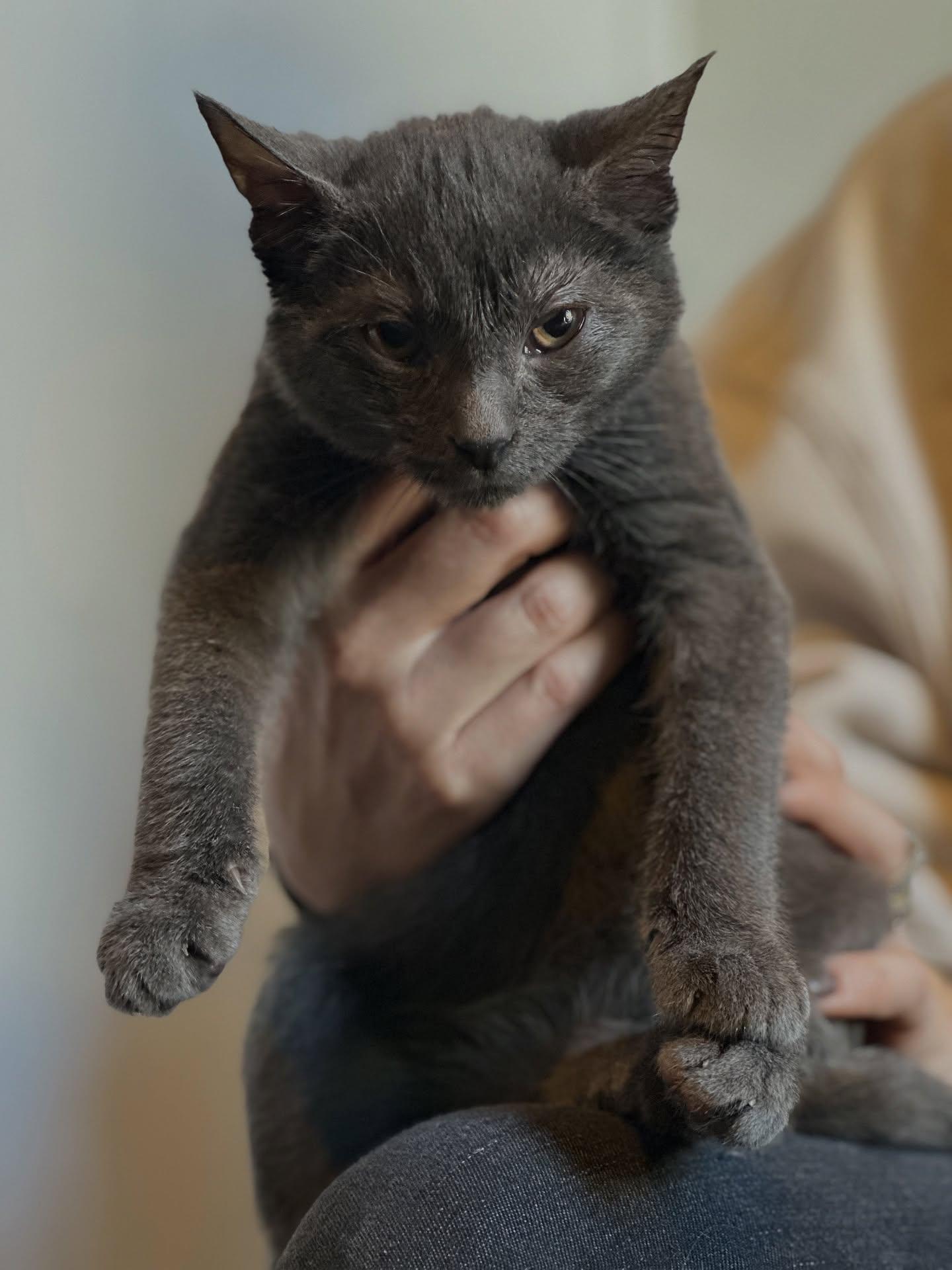 Jaime, Adoptable, Kitten Male Domestic Short Hair.