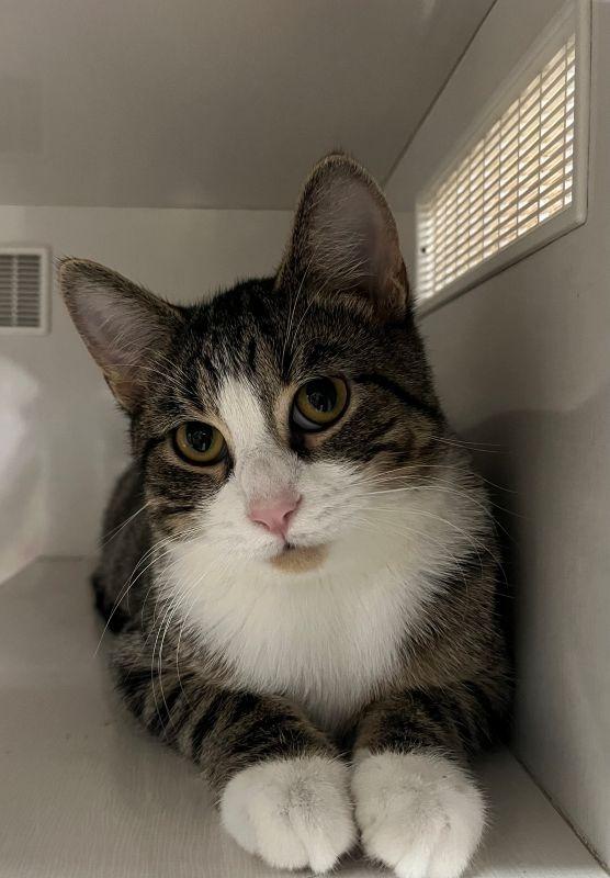 Yip, Adoptable, Young Male Domestic Short Hair.