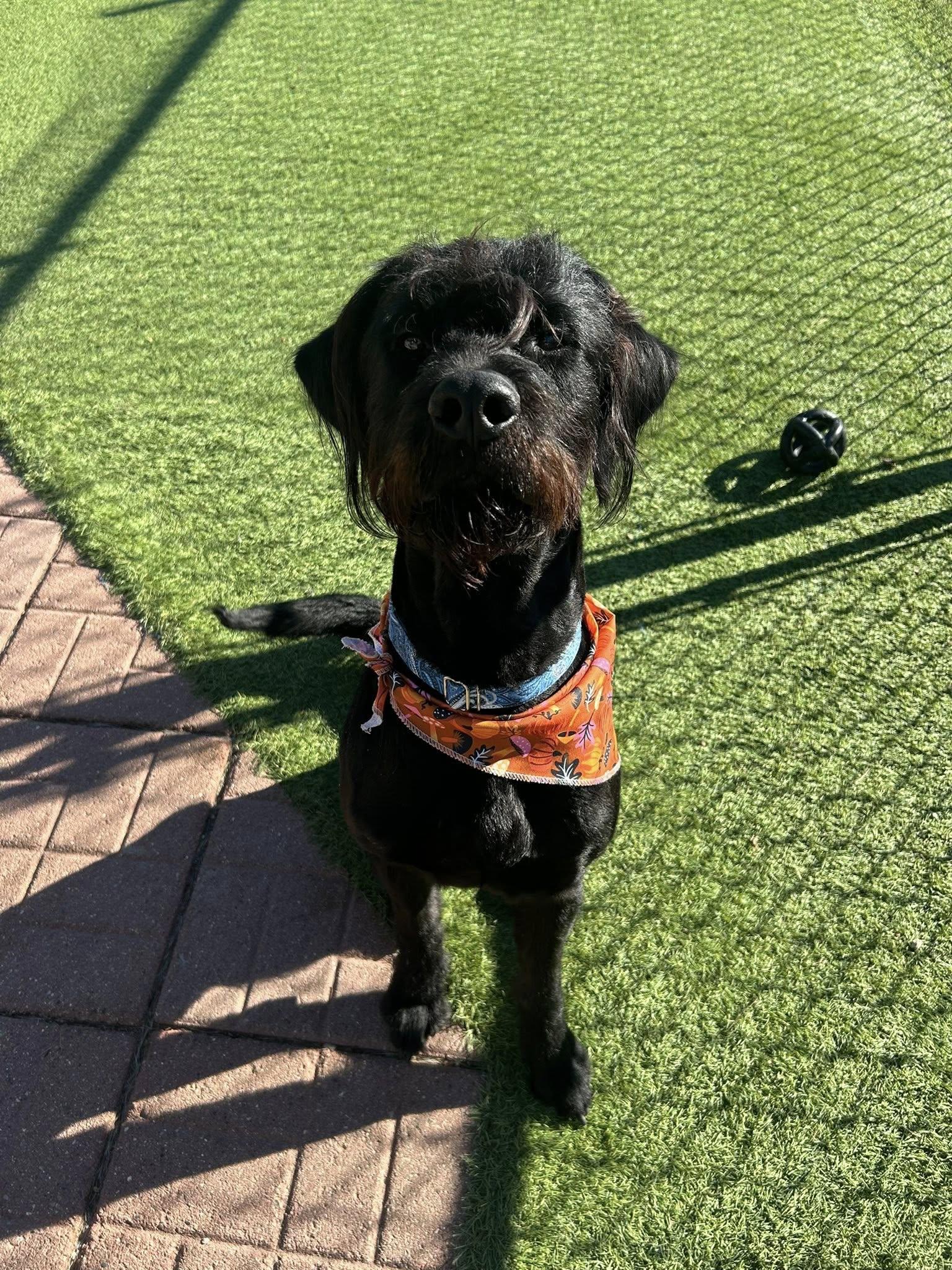 Enlarge Atlas, a Adoptable mixed breed in Westville, IN image 1/1