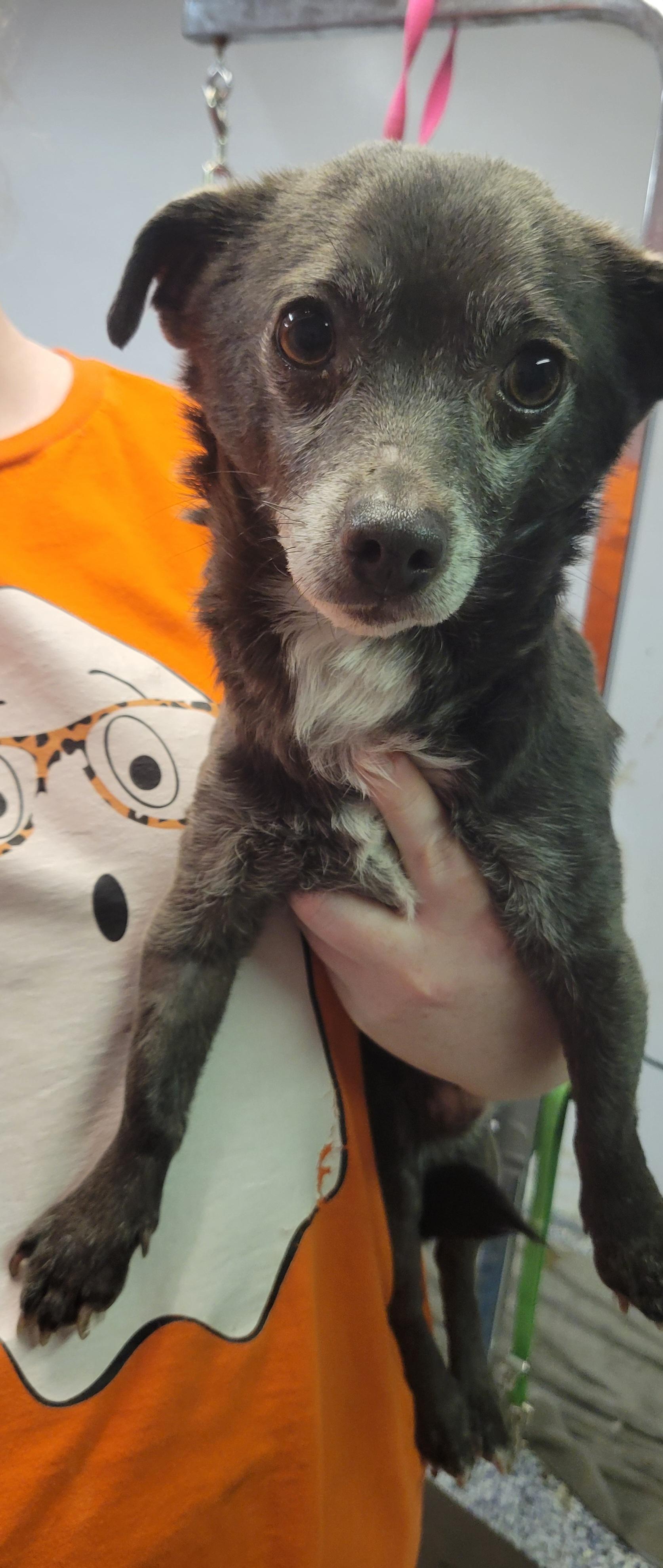 Mr. T, adopted, Adult Male Chihuahua.