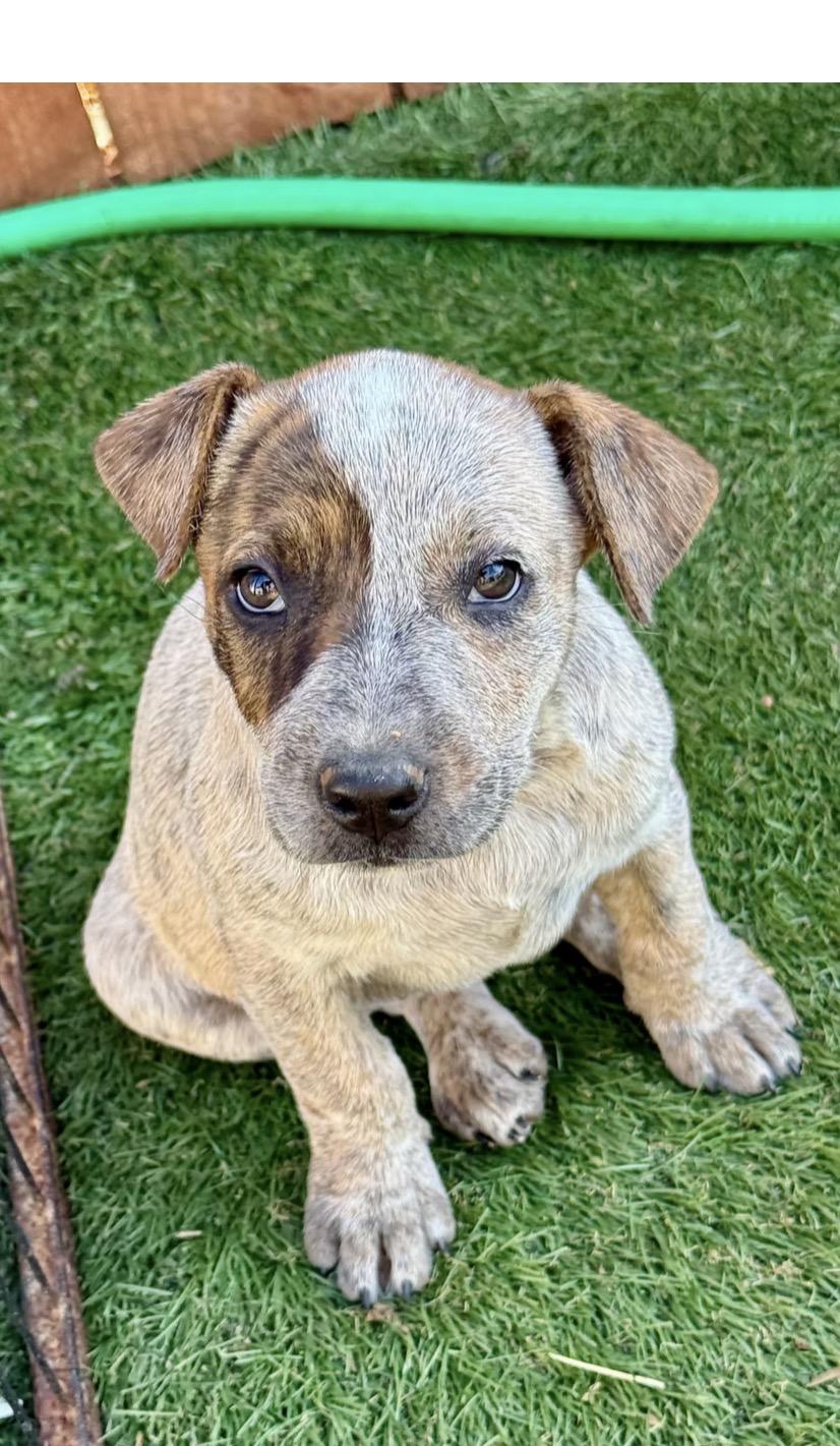 Enlarge Gwynn, a ADOPTABLE mixed breed in El Cajon, CA image 1/1