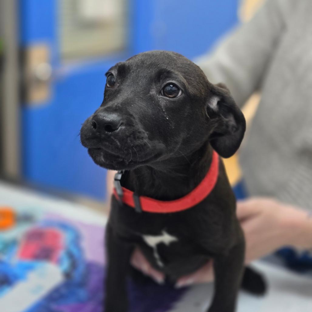 Enlarge Emil, a Adoptable Mixed Breed in Huntsville, AL image 1/1