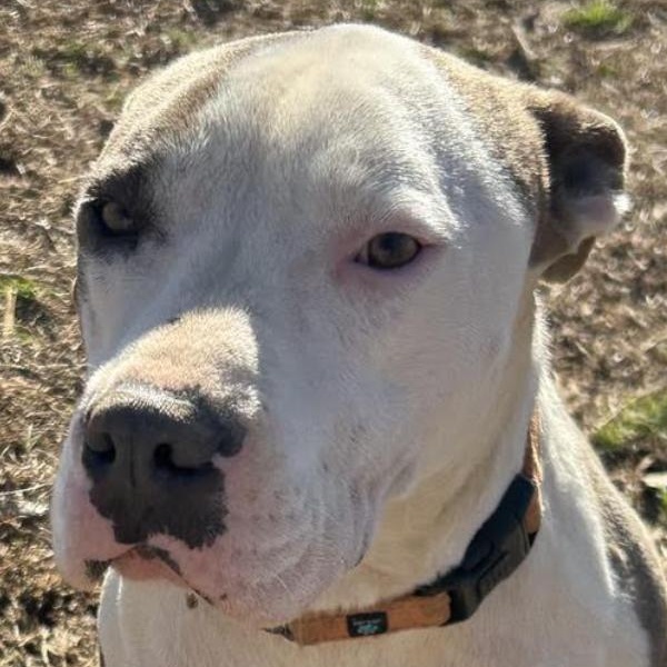 Beau - Loves Dogs, kids and cats!, a Adoptable mixed breed in Woburn, MA image 2/6