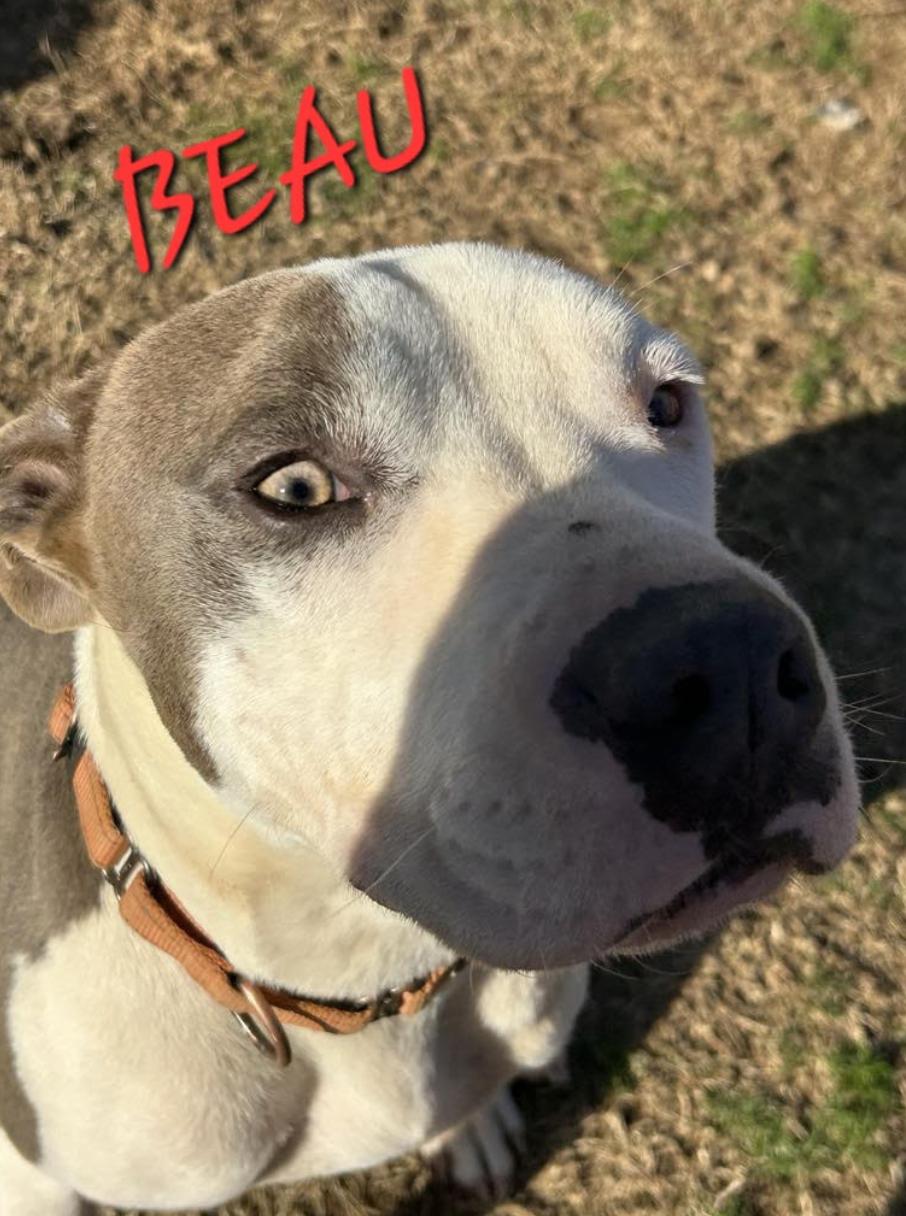 Beau - Loves Dogs, kids and cats!, a Adoptable mixed breed in Woburn, MA image 5/6
