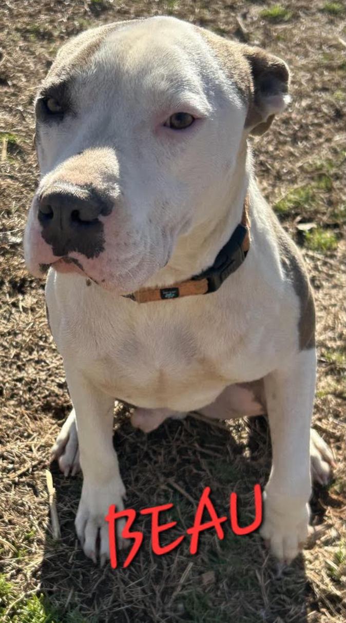 Beau - Loves Dogs, kids and cats!, a Adoptable mixed breed in Woburn, MA image 6/6