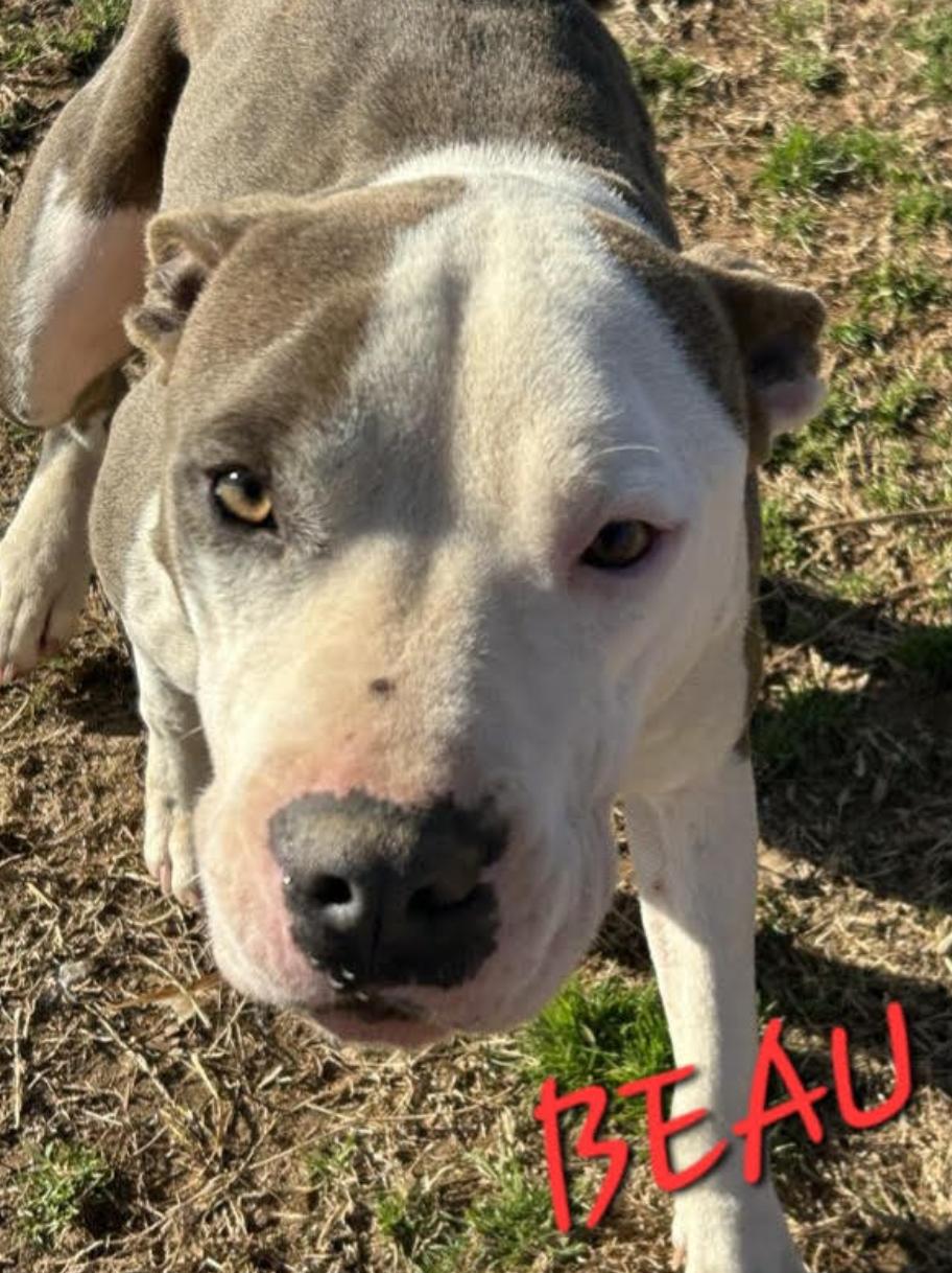 Beau - Loves Dogs, kids and cats!, a Adoptable mixed breed in Woburn, MA image 4/6