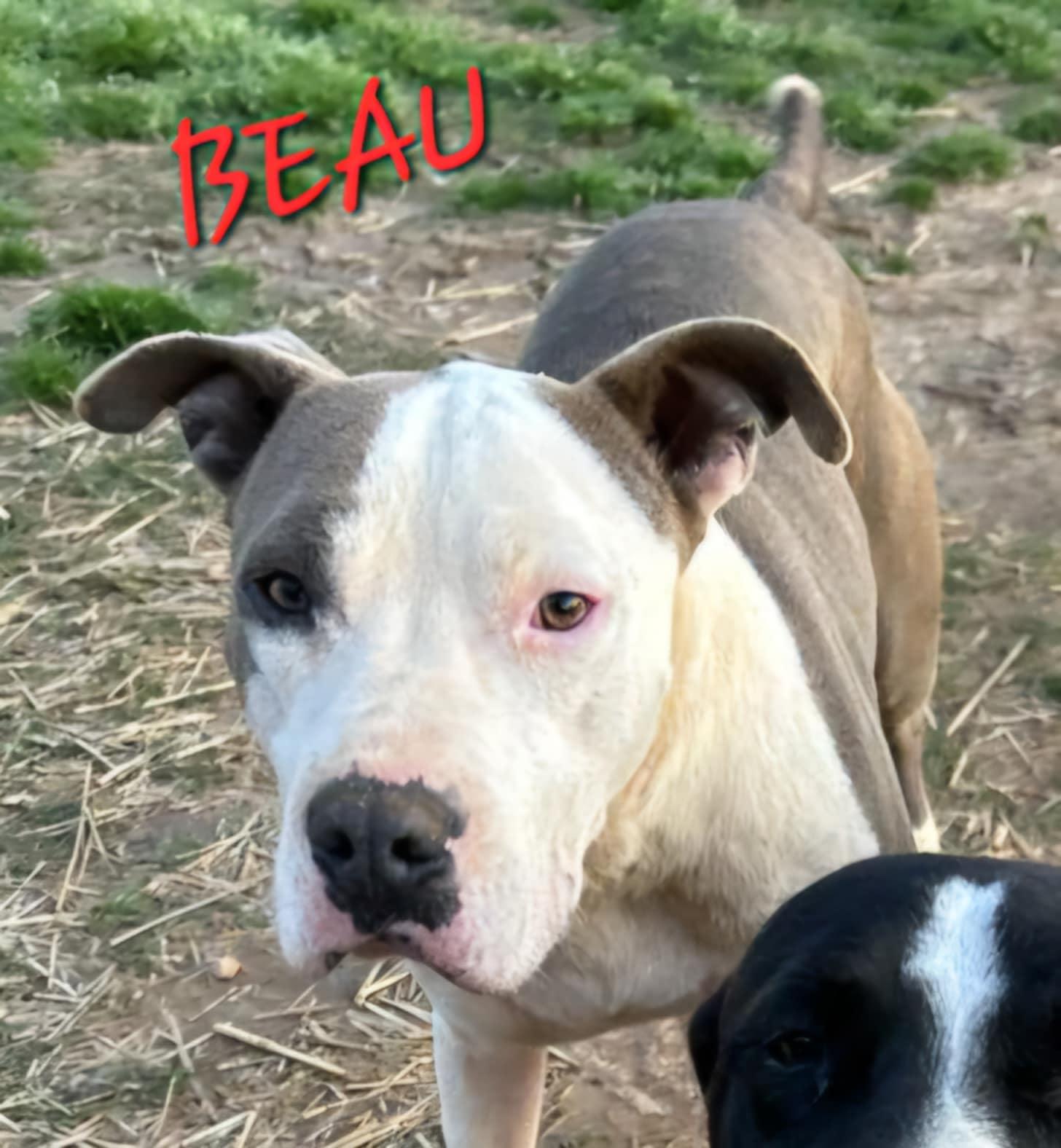 Beau - Loves Dogs, kids and cats!, Adoptable, Adult Male Bulldog.