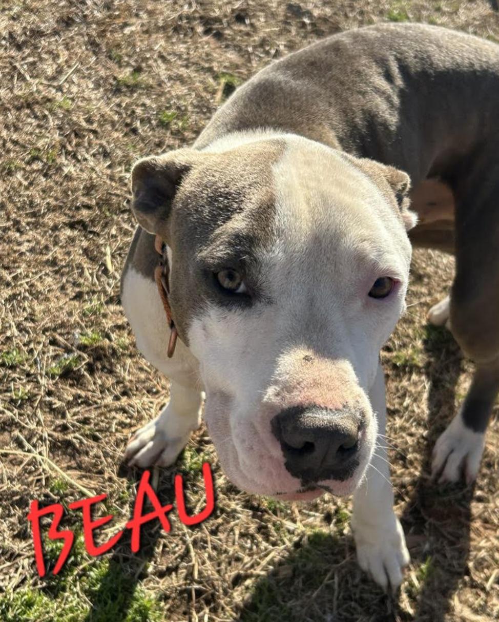 Beau - Loves Dogs, kids and cats!, a Adoptable mixed breed in Woburn, MA image 3/6