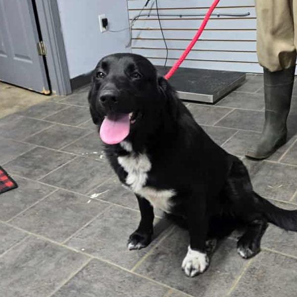 Roxy, Adoptable, Young Female Great Pyrenees & Black Labrador Retriever.