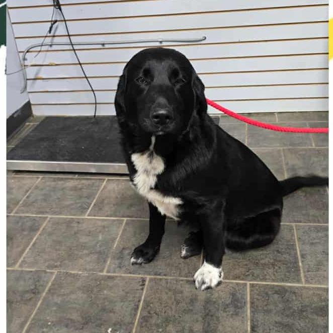 Enlarge Roxy, a Adoptable mixed breed in Southington, OH image 2/2