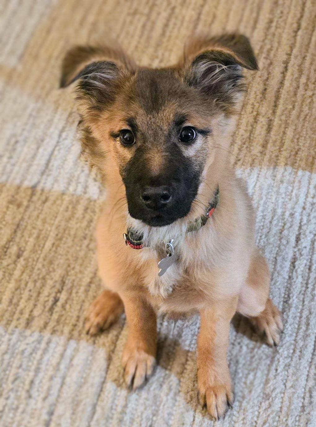 Enlarge Kodiak , an adoptable mixed breed in Pinedale, WY image 1/4