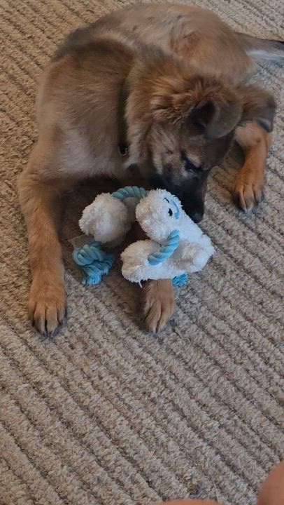 Enlarge Kodiak , an adoptable mixed breed in Pinedale, WY video 3/4