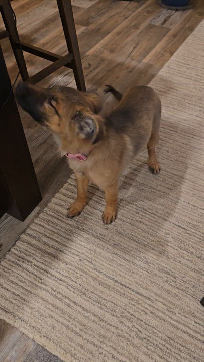 Enlarge Kodiak , an adoptable mixed breed in Pinedale, WY video 2/4