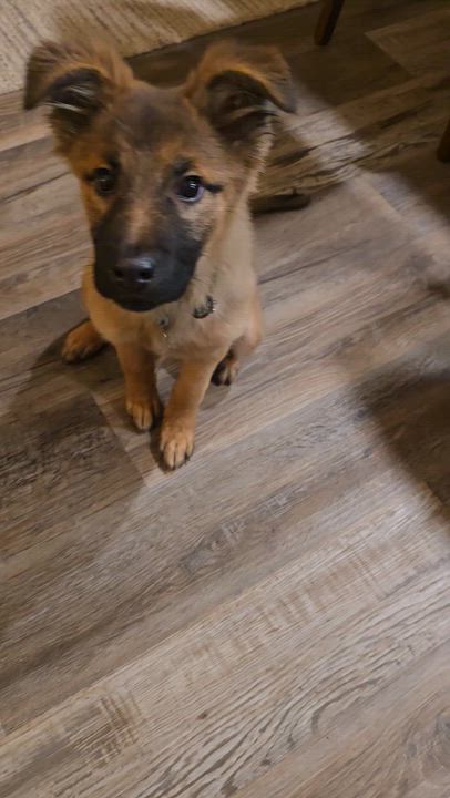 Enlarge Kodiak , an adoptable mixed breed in Pinedale, WY video 4/4