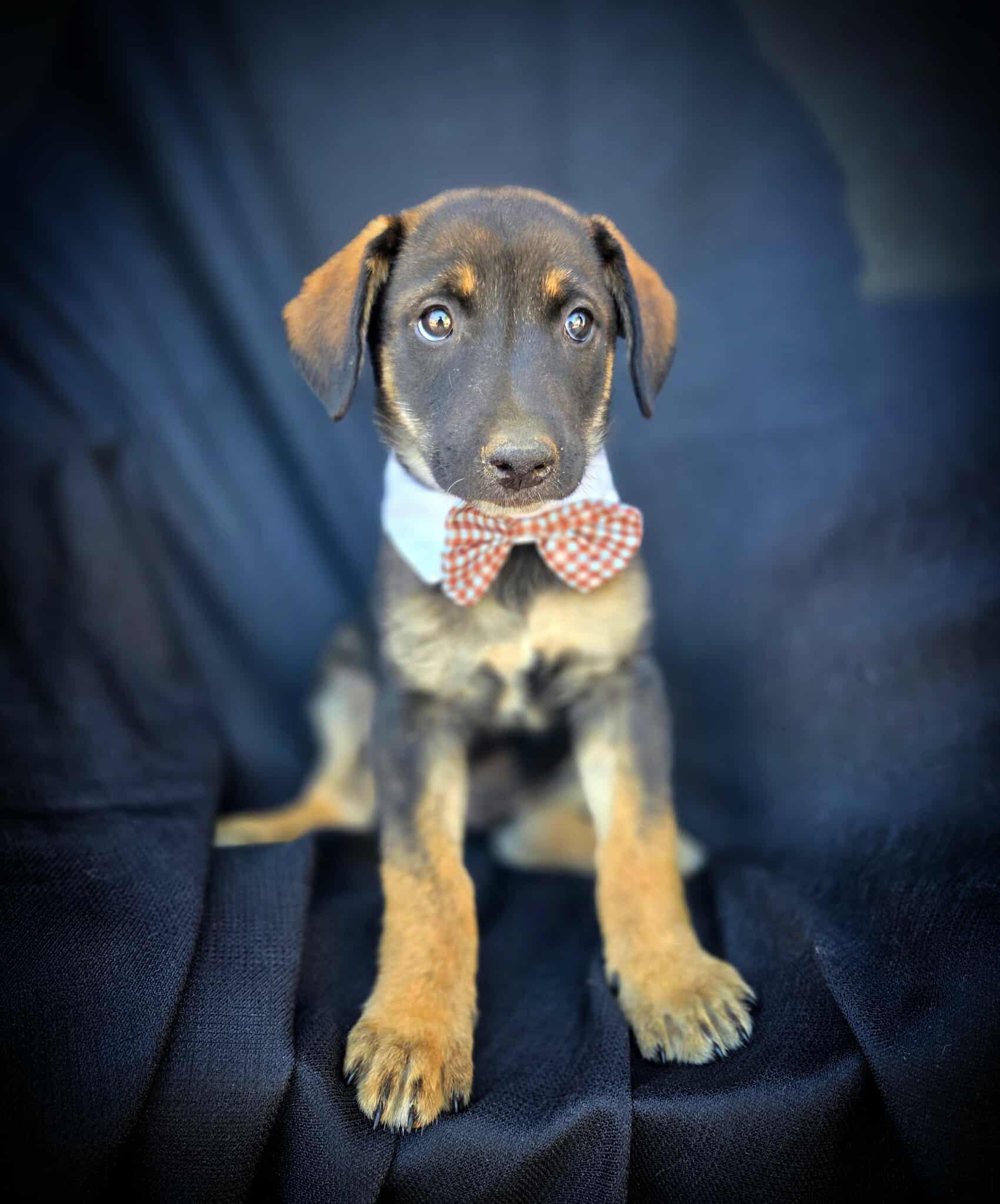 Tazo, Baby Male Shepherd