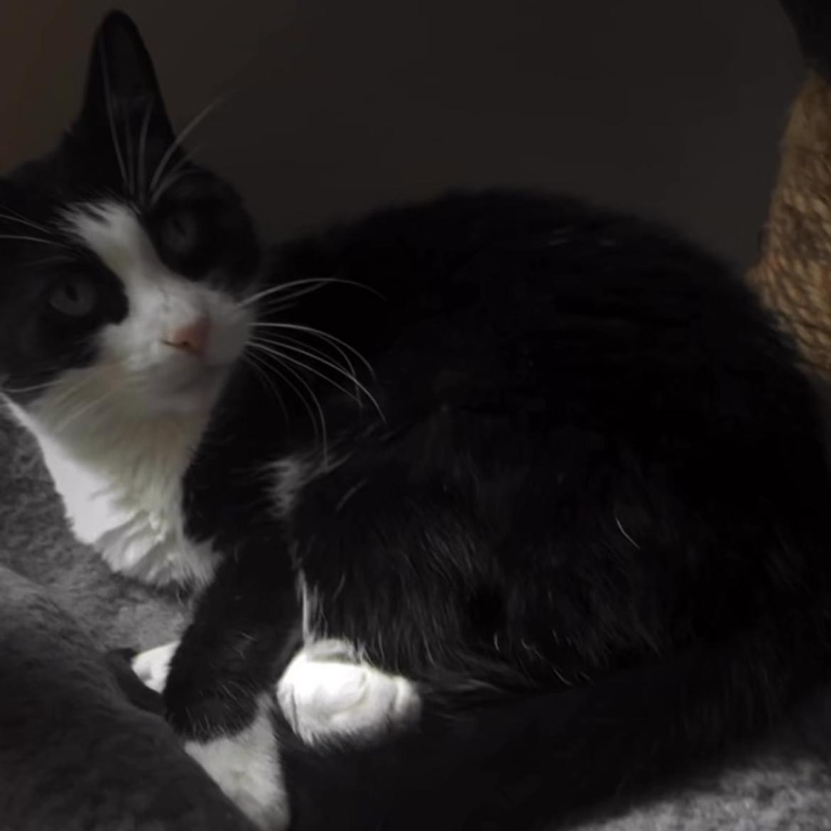 Enlarge Punk, a Adoptable Tuxedo in Richmond Hill, ON image 2/2