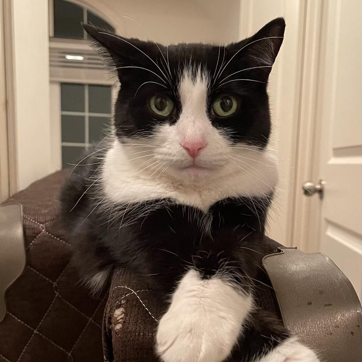 Punk, Adoptable, Senior Female Tuxedo.