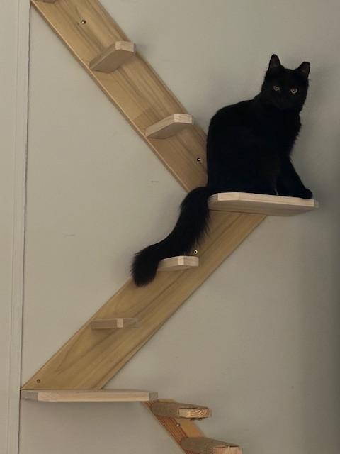 Shadow, an adopted American Shorthair in Belmont, NC image 4/6