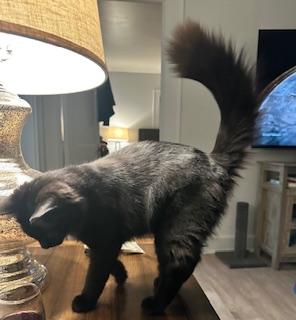 Enlarge Shadow, a Adoptable American Shorthair in Belmont, NC image 3/5