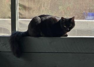 Enlarge Shadow, a Adoptable American Shorthair in Belmont, NC image 5/5