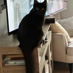 Enlarge Shadow, a Adoptable American Shorthair in Belmont, NC image 4/5