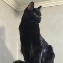 Enlarge Shadow, a Adoptable American Shorthair in Belmont, NC image 2/5