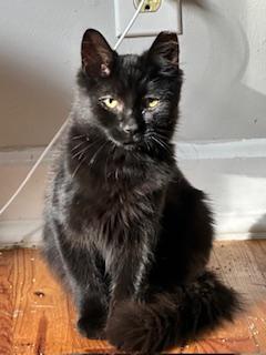 Enlarge Shadow, a Adoptable American Shorthair in Belmont, NC image 1/5