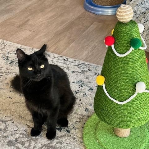 Shadow, an adopted American Shorthair in Belmont, NC image 1/6