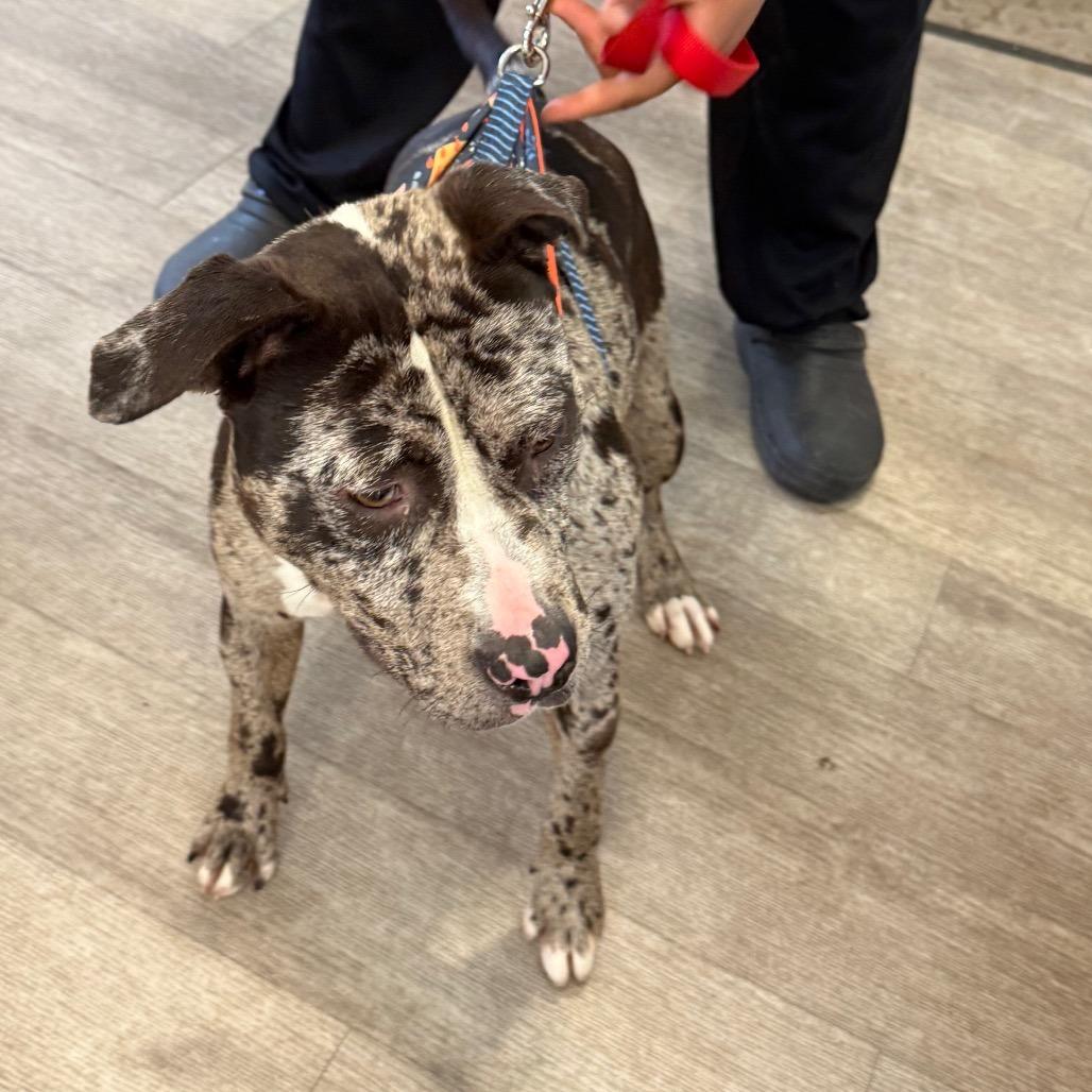 Sheeba, Adoptable, Young Female Pit Bull Terrier.