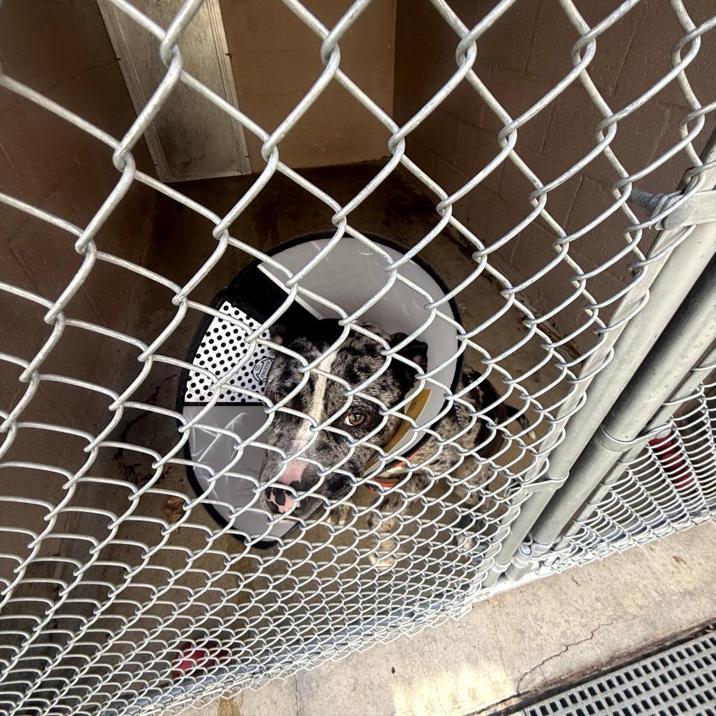 Enlarge Sheeba, a Adoptable mixed breed in Waldorf, MD image 2/3