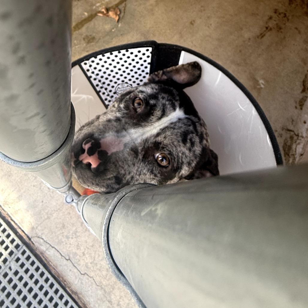 Enlarge Sheeba, a Adoptable mixed breed in Waldorf, MD image 3/3